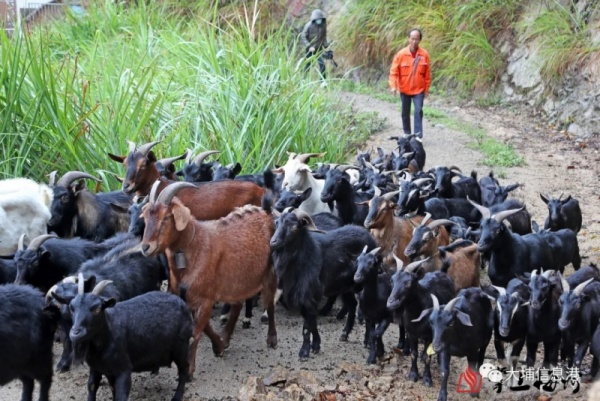 大埔這村30多年歷史的羊肉酒開(kāi)熬，每壇賣(mài)到...